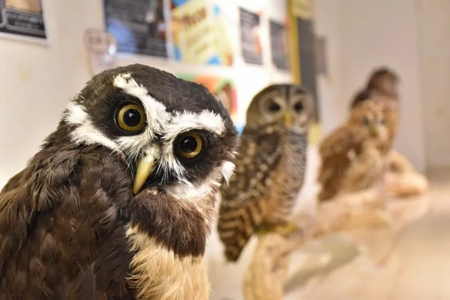 日本の動物カフェに批判高まる　細菌や負傷のリスク、違法取引との関連も