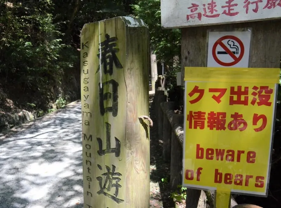 秋の登山シーズン最盛期、日本各地でクマとの遭遇が急増